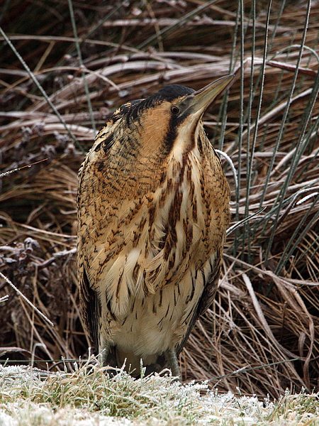 Bittern