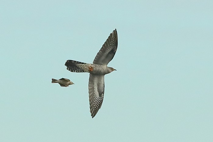 Cuckoo