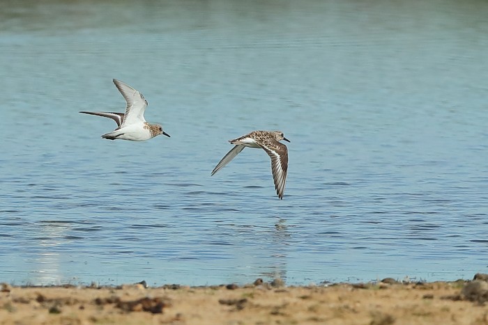 Sanderling