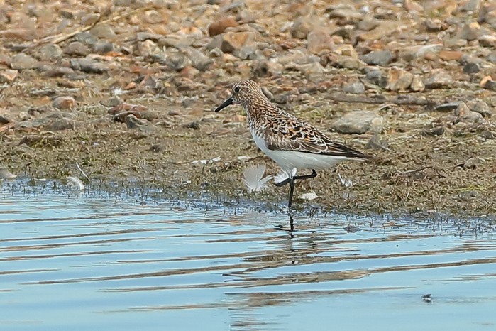 Sanderling