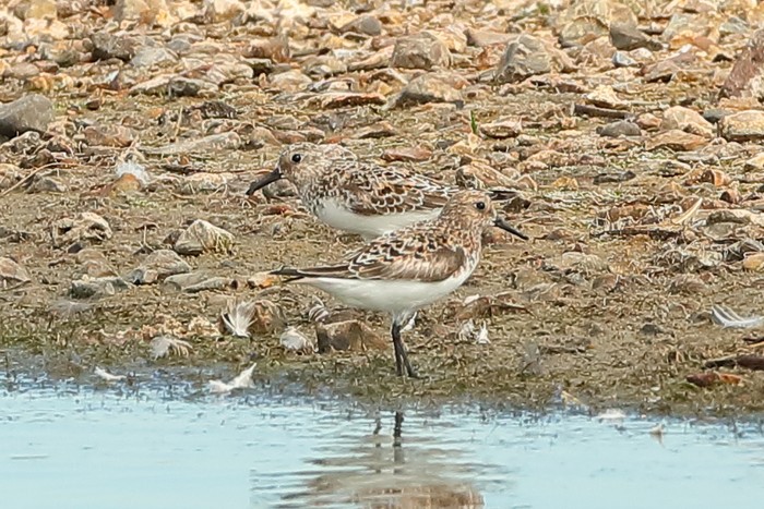 Sanderling