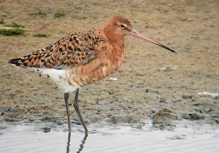Black-tailed Godwit