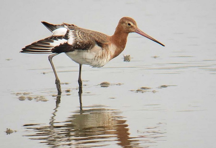 Black-tailed Godwit