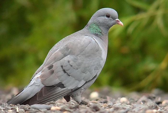Stock Dove
