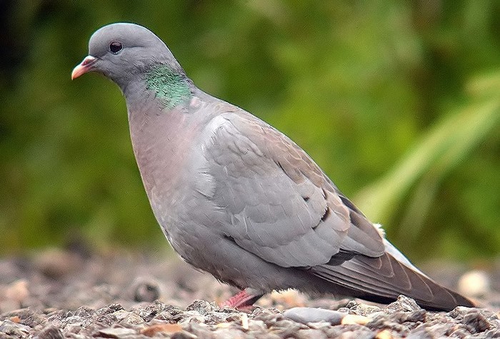 Stock Dove