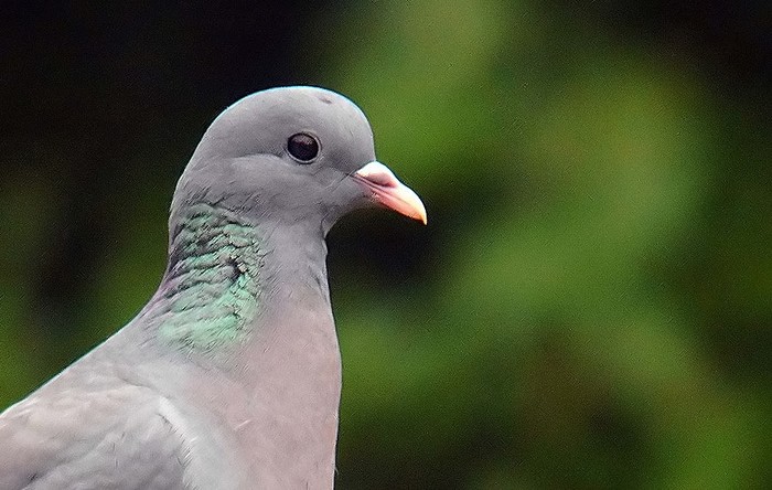 Stock Dove