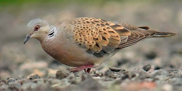 Turtle Dove