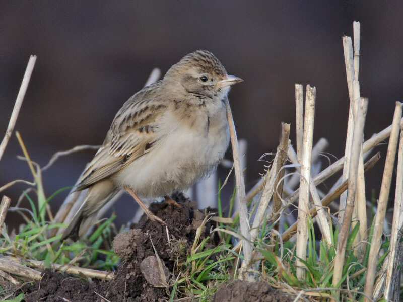 Short-toed Lark