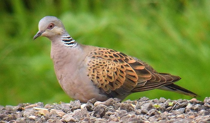 Turtle Dove