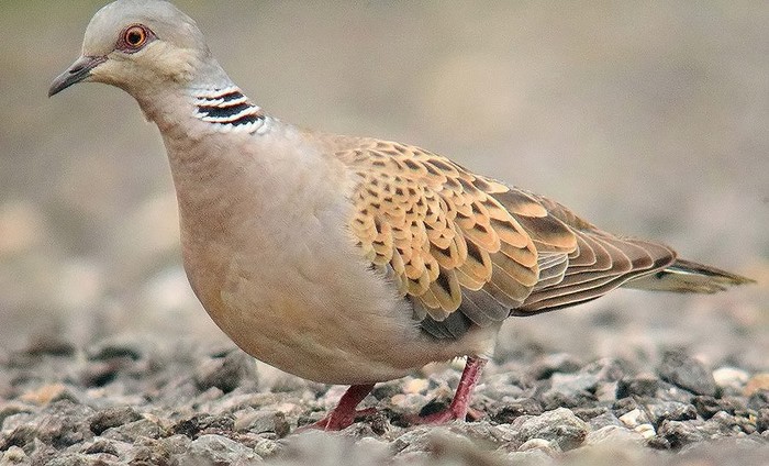 Turtle Dove