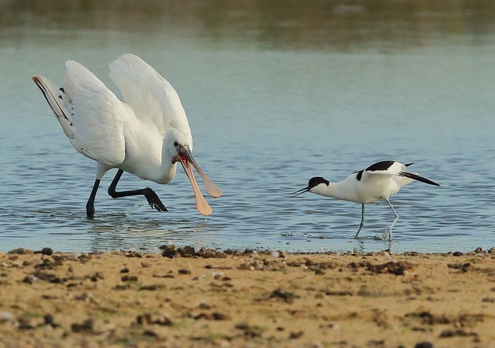Spoonbill