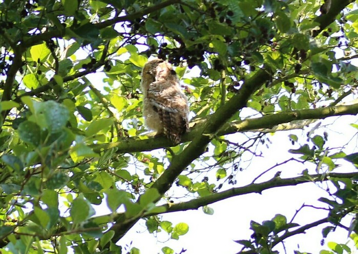 Tawny Owl