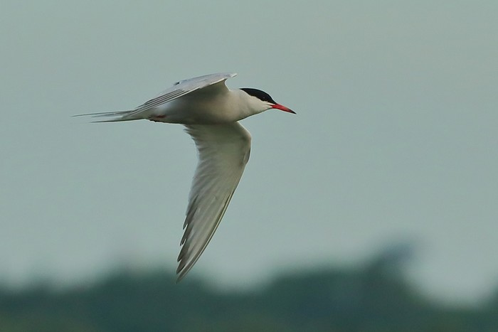 Common Tern