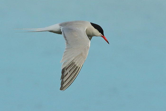 Common Tern