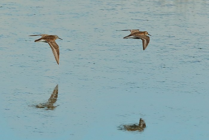 Dunlin