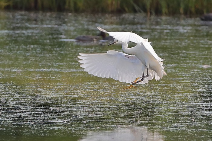 Little Egret