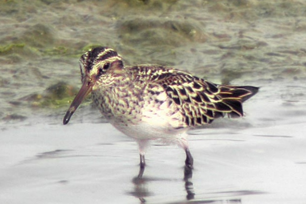 Broad-billed Sandpiper