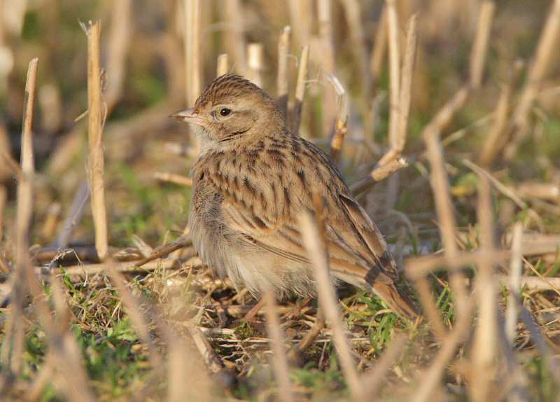 Short-toed Lark