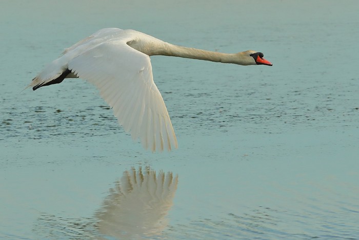 Mute Swan