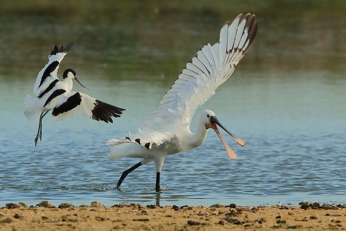 Spoonbill