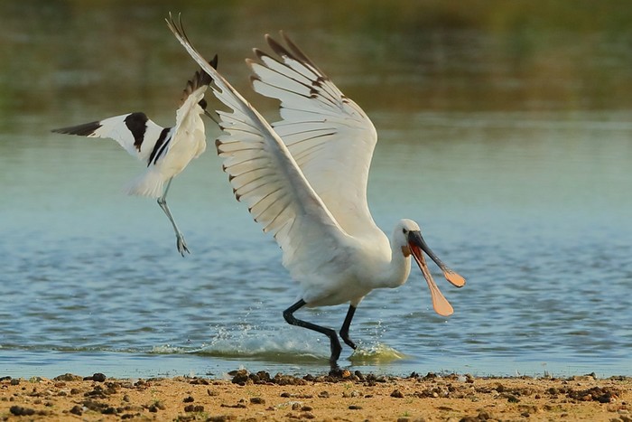 Spoonbill