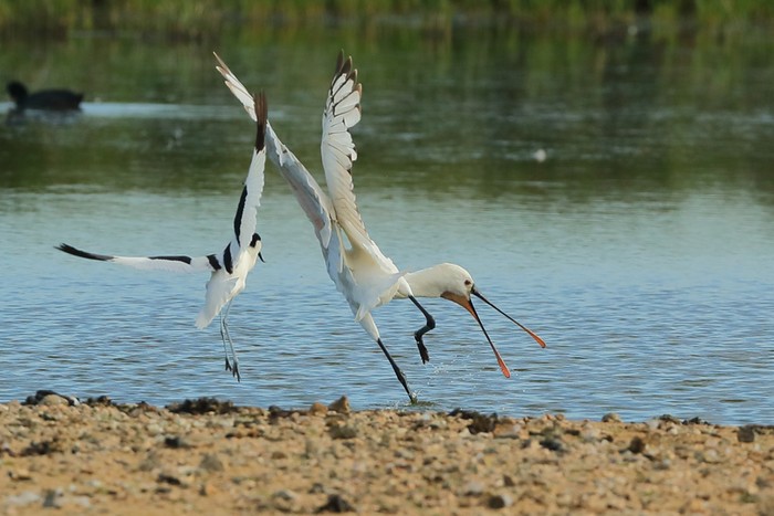 Spoonbill