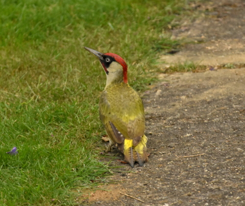 Green Woodpecker