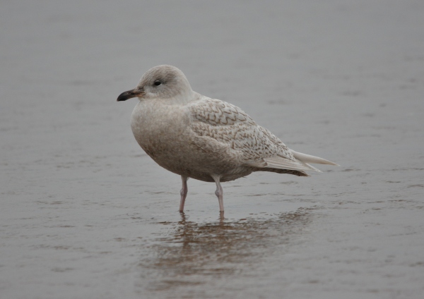 Iceland Gull