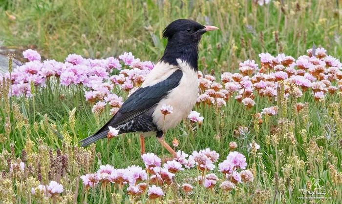 Rose-coloured Starling