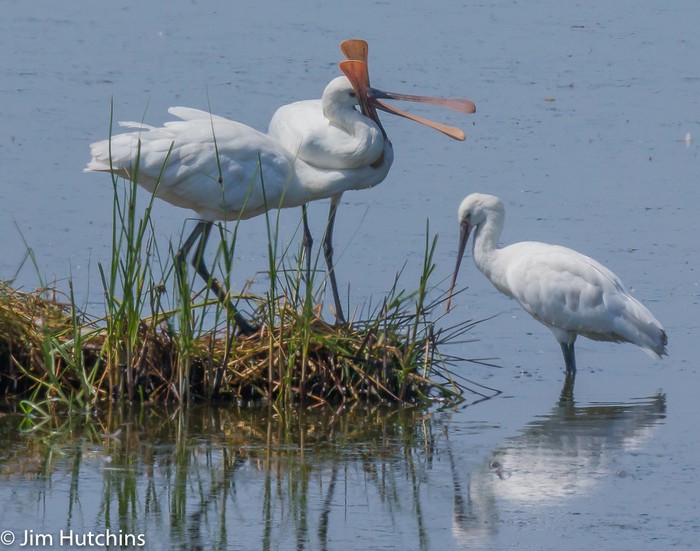 Spoonbill