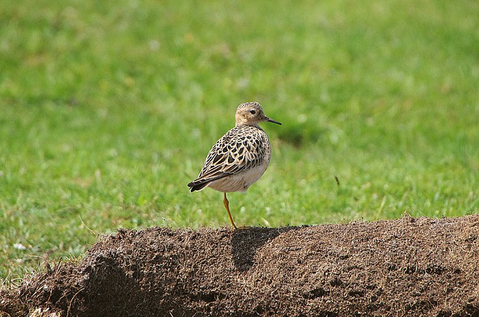 Buff-breasted Sandpiper