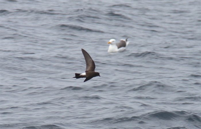 Wilson's Petrel