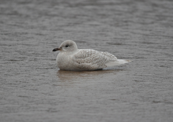 Iceland Gull