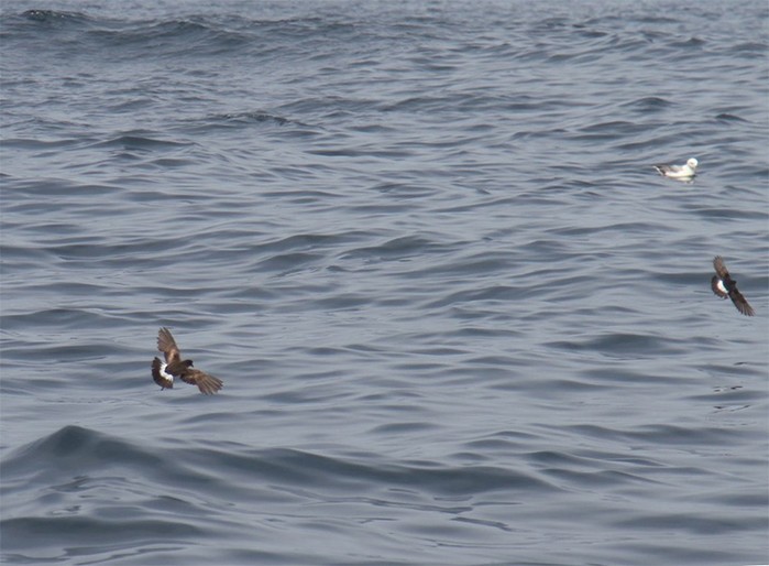 Wilson's Petrel