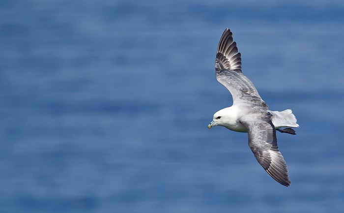 Fulmar