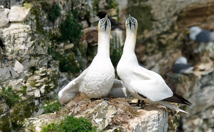 Gannet