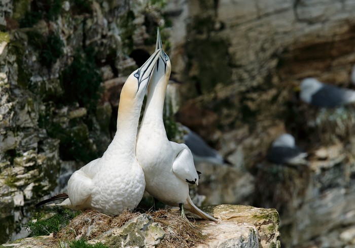 Gannet