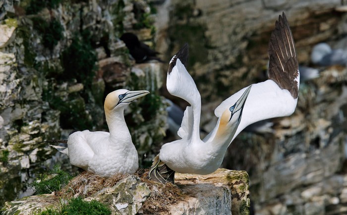 Gannet