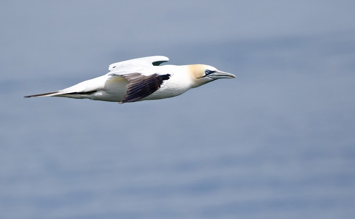 Gannet
