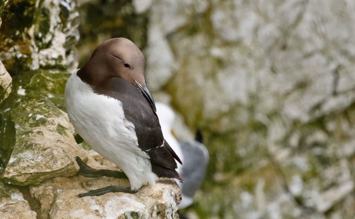 Guillemot