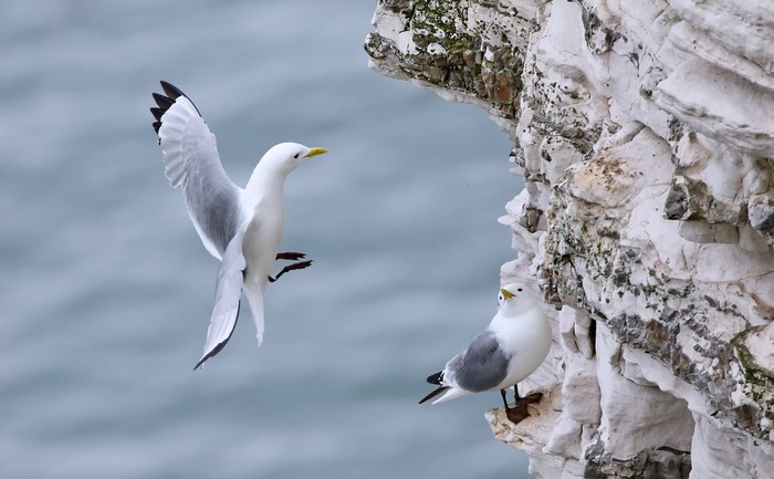 Kittiwake