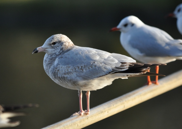 Ring-billed Gull