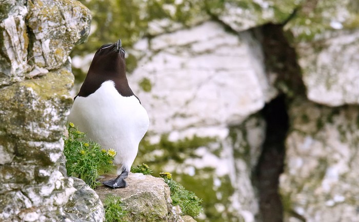 Razorbill