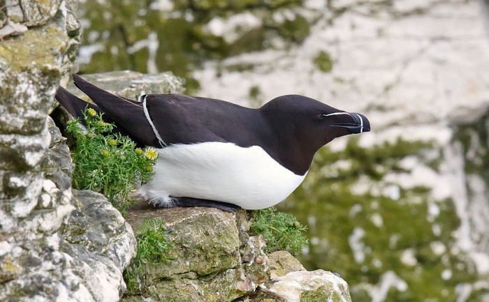 Razorbill