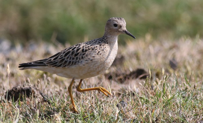 Buff-breasted Sandpiper