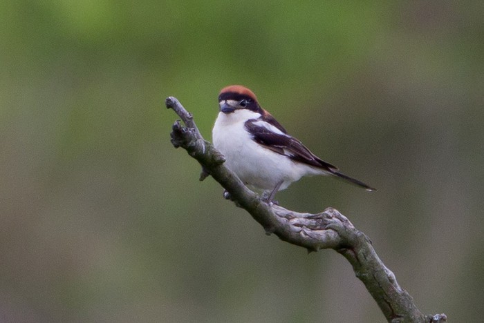 Woodchat Shrike