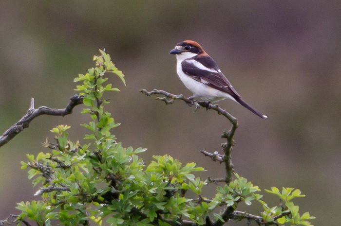 Woodchat Shrike