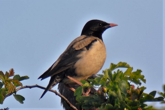Rose-coloured Starling