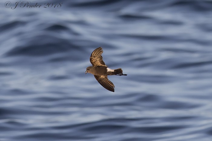 Wilson's Petrel