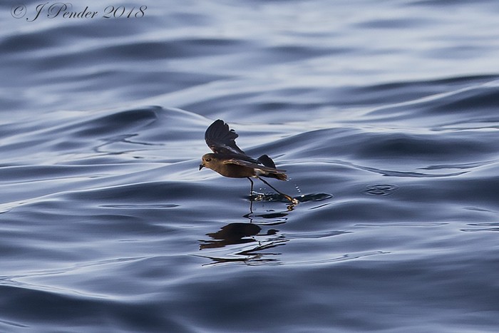 Wilson's Petrel